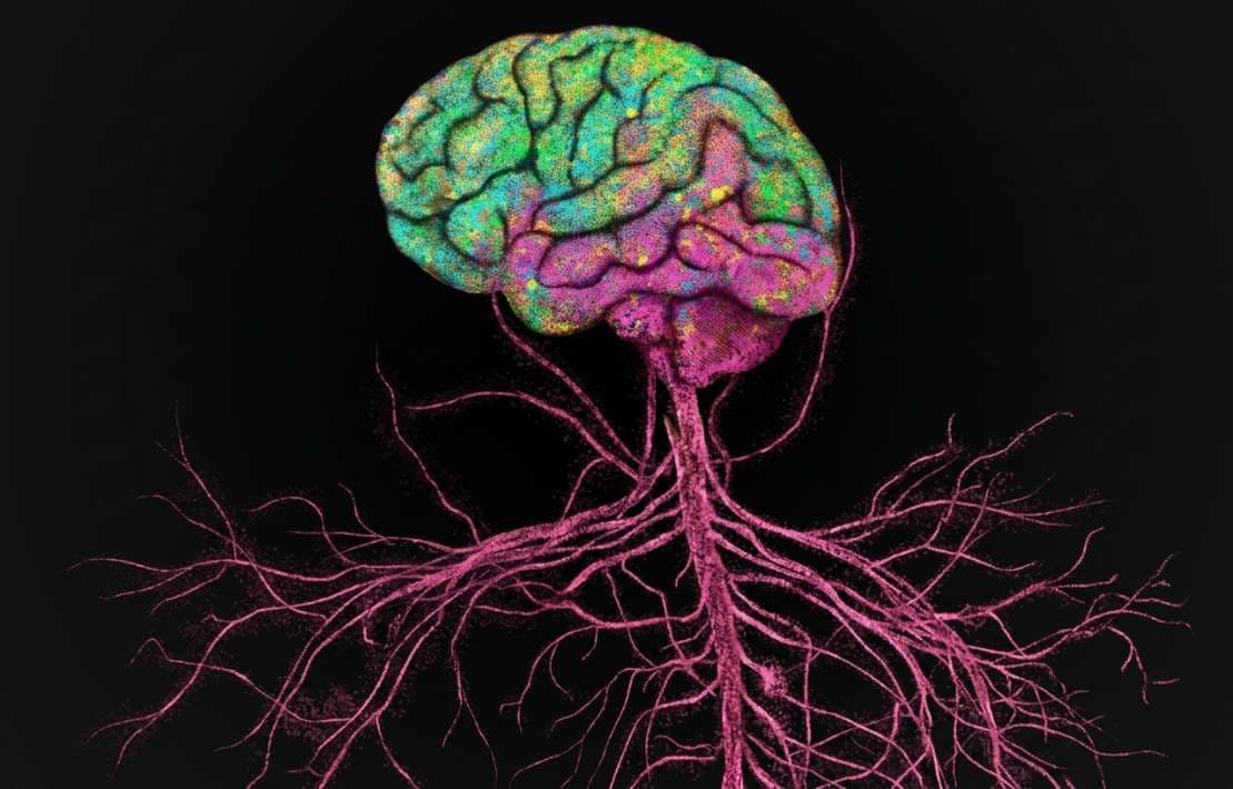 Immune cells flood into the aging brain